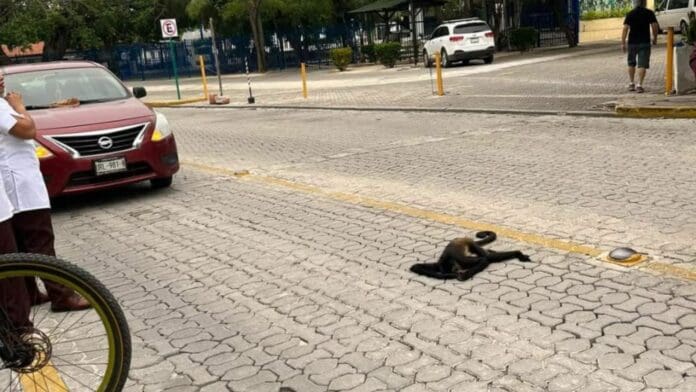 Atropellan a mono araña en Playacar de Playa del Carmen