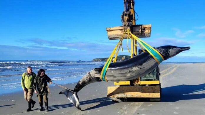 Hallan en Nueva Zelanda a la ballena más rara del mundo