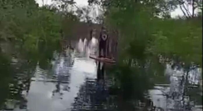 Algunos ambientalistas fueron a 