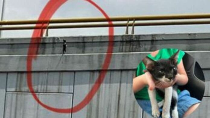 Gatito es rescatado de puente vehicular en Torreón; ahora le buscan familia