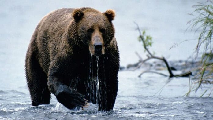 Hombre mata a oso pardo que lo atacó mientras recogía frutos en Montana