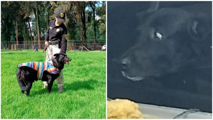 Rescatan a lomito tras accidente vehicular en CDMX; no quería abandonar el cuerpo de su dueño