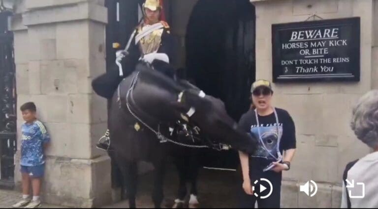 VIDEO: Caballo de la Guardia Real de Reino Unido muerde a turista que se acercó para una fotografía