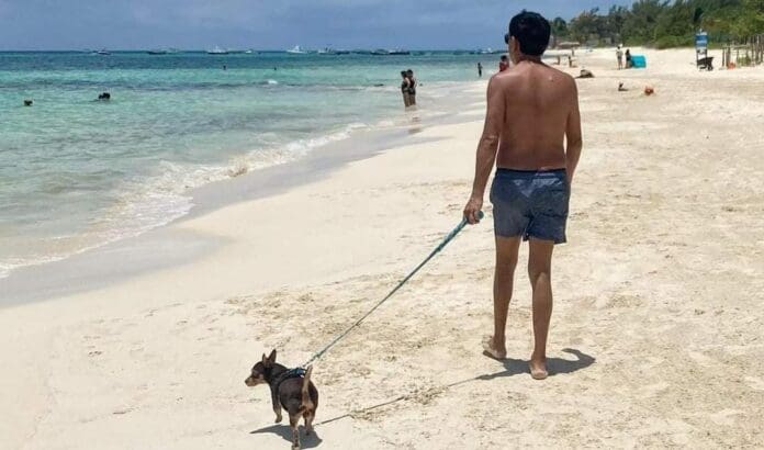 Gracias a las gestiones de las autoridades, Playa del Carmen tendrá por fin su primera costa pet friendly.