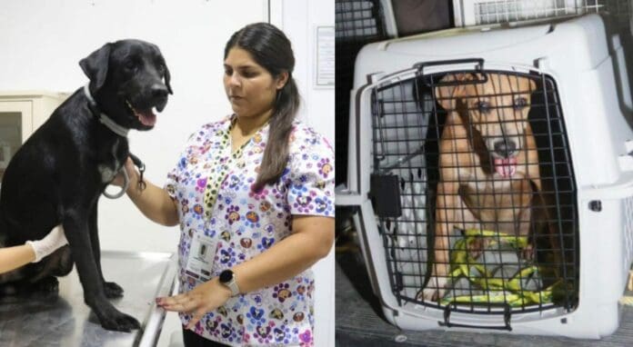 Las autoridades rescataron a dos perritos que eran víctimas de maltrato animal en Cancún y cuyo caso se difundió en redes.