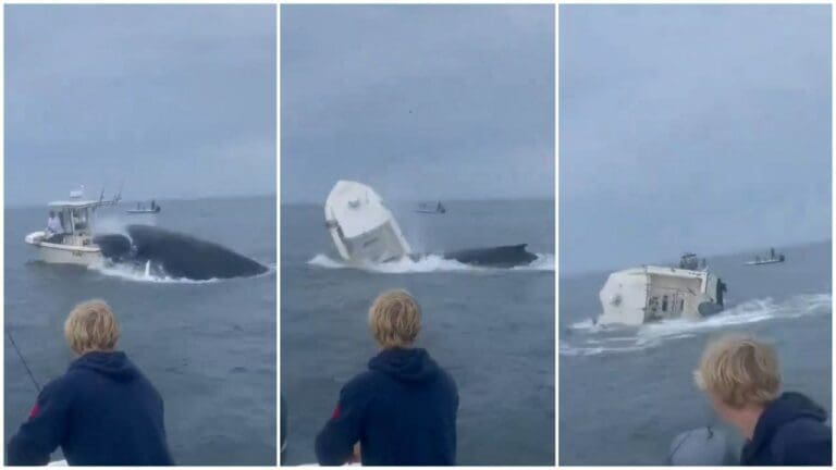 Video: Ballena jorobada enfurecida vuelca pequeño barco pesquero en la costa de Estados Unidos