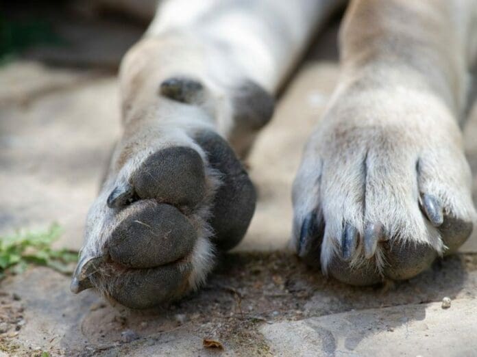 Vinculan a proceso a abuelito zoofílico en Chetumal; lo sorprendieron sus vecinos