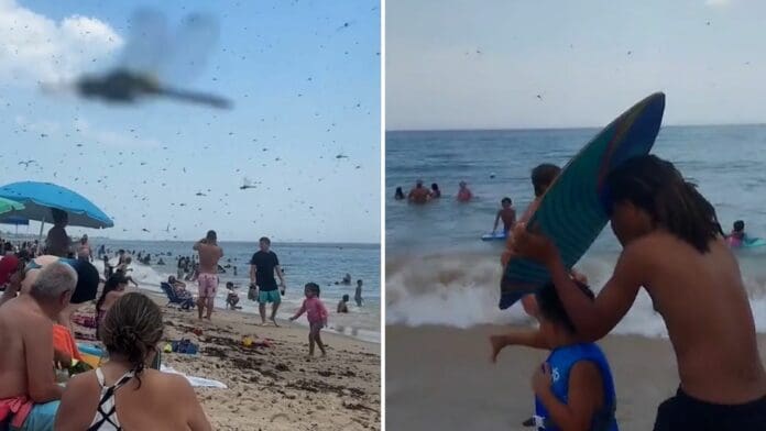 VIDEO Libélulas invaden Rhode Island y desatan pánico entre bañistas