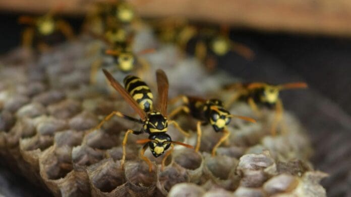 Hombre muere literalmente de miedo al ver un enjambre de avispas en una playa de Italia