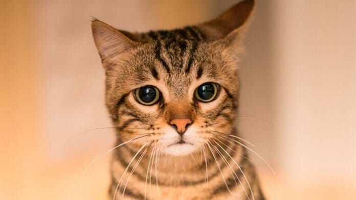 VIDEO: Pobladores de San Nicolás, Guerrero, torturan y matan a un gato durante su festividad