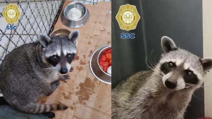 Rescatan a mapache que se encontraba en el patio de una casa en CDMX