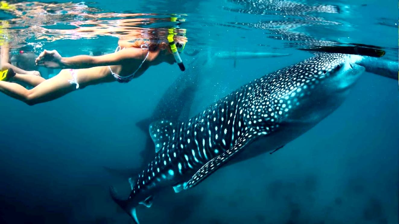 Día Internacional del Tiburón Ballena: un año más buscando concienciar al turismo