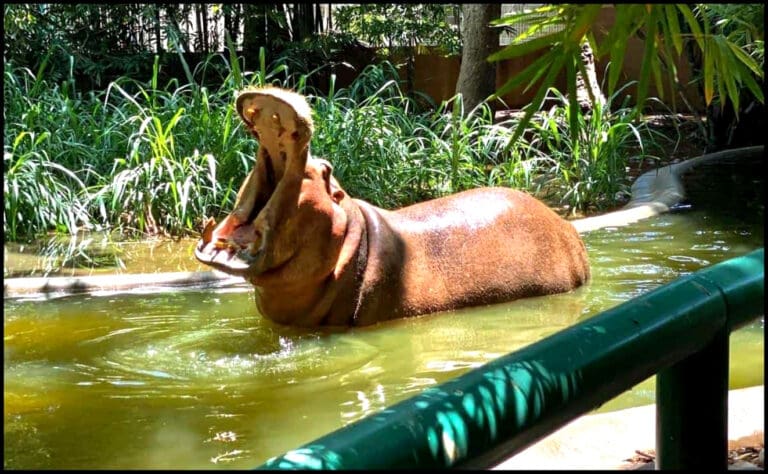 Muere a los 50 años “Kathie”, icónico hipopótamo hembra del zoológico de Culiacán