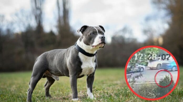 ¿Cómo fue la agresión de un pitbull a perritos y a su dueña en Puebla?