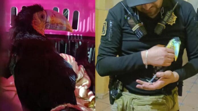 Rescatan en Iztapalapa a tucán en peligro de extinción