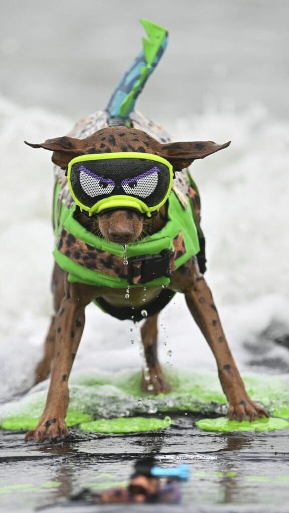 Realizan en California campeonato de surf perruno para promover la adopción canina