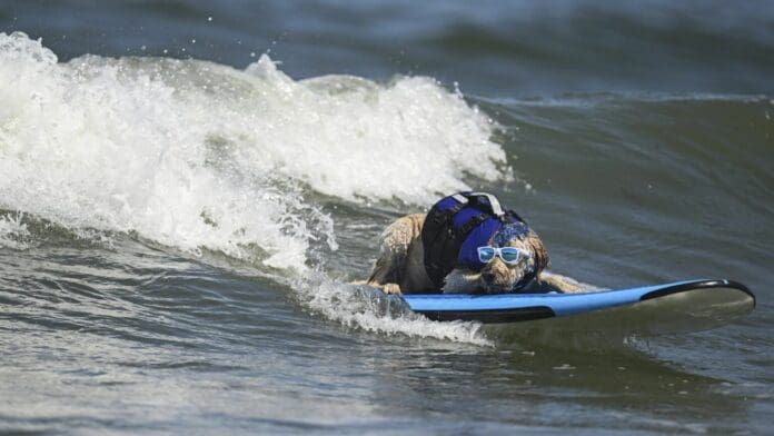 Realizan en California campeonato de surf perruno para promover la adopción canina