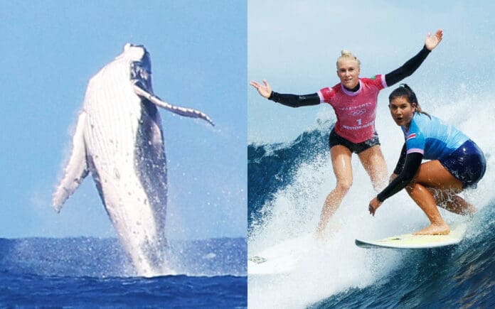 Una ballena se roba el show tras saltar durante semifinal de surf en los Juegos Olímpicos París 2024
