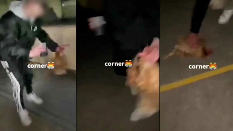 VIDEO: Arrestan a jóvenes que patearon a una gallina como balón de futbol