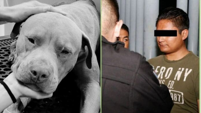 Capturan al agresor de 'Jefazo', perrito que murió de un machetazo en Hidalgo
