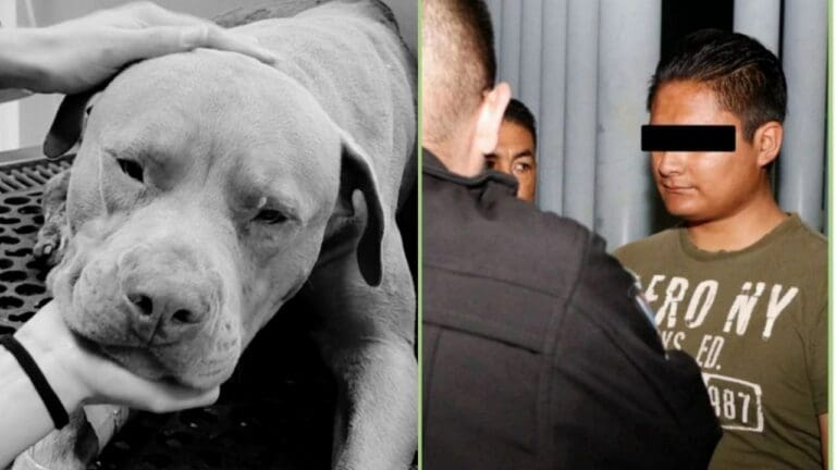 Capturan al agresor de ‘Jefazo’, perrito que murió de un machetazo en Hidalgo