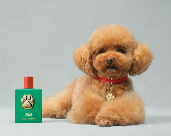 Dolce & Gabbana suma a sus fragancias 'Fefé', un nuevo perfume para perros