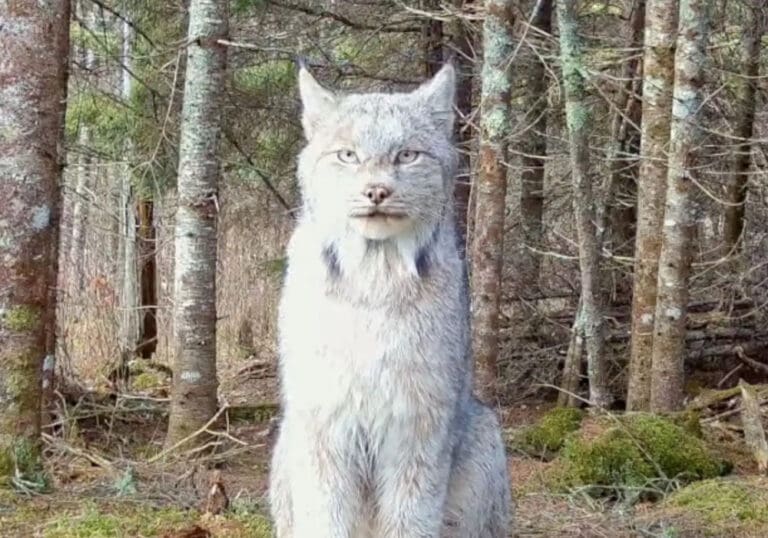 Video: Lince salvaje posó para una cámara oculta en un bosque de Estados Unidos