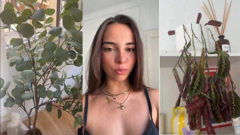 Video: Le encargan cuidar una planta y se le muere por confundirla con una de plástico