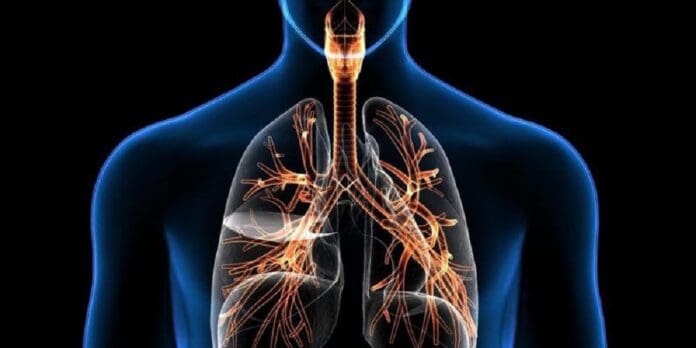 Descubren una nueva población de células inmunitarias que favorece la reparación pulmonar