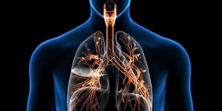 Descubren una nueva población de células inmunitarias que favorece la reparación pulmonar