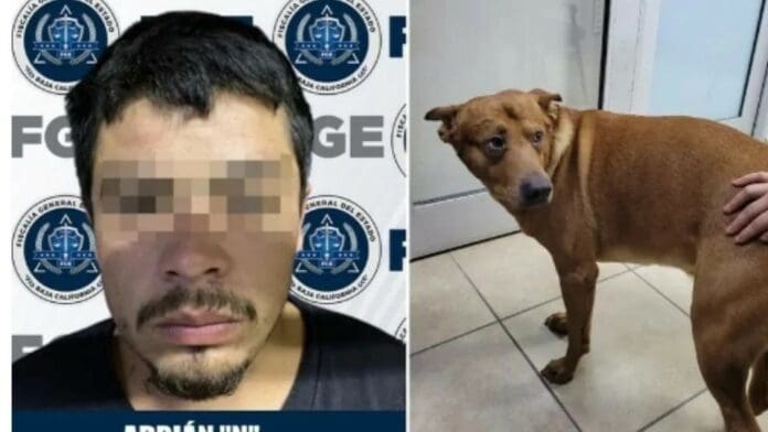 Hombre intenta matar a su perro en Tijuana; reclama que lo tratan mejor que a él en casa