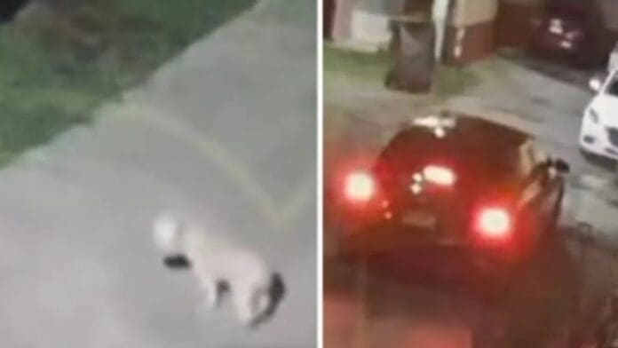 Conductor atropella a perrita y se regresa para rematarla en Edomex