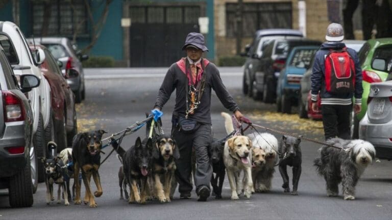 VIDEO: Paseador de perros es captado dándole cerveza a un lomito en Coyoacán