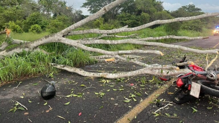 Motociclista pierde la vida mientras circulaba por la vía; un árbol le cayó encima en Colima