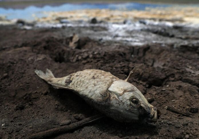 Denuncian que la falta de lluvia secó tres lagunas y mató miles de peces en Chihuahua