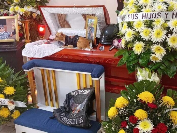 Perrito alcanza a despedir a su amo que murió en un accidente en moto cuando viajaban juntos