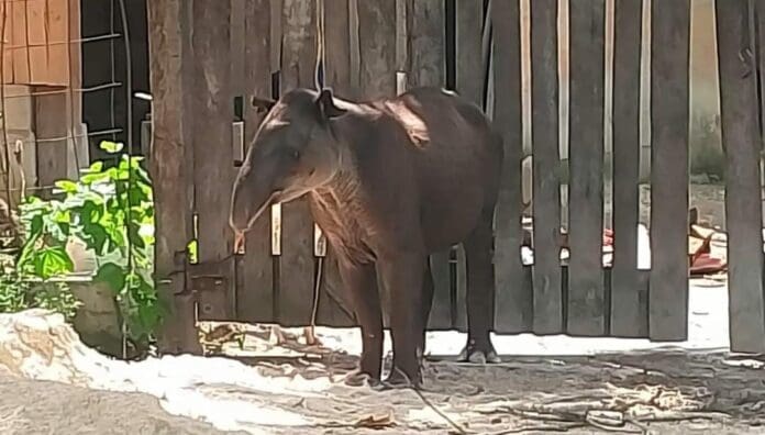Rescatan a un ejemplar de tapir macho en el sur de Quintana Roo; el animal ya fue devuelto a su hábitat natural.