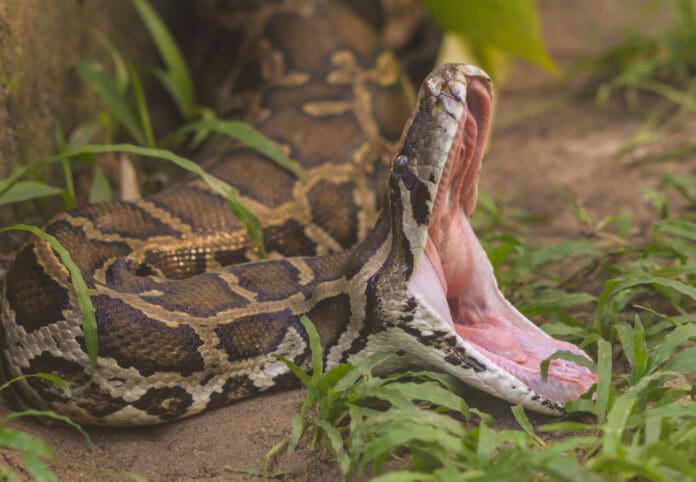 Mujer de 74 años fue devorada por una pitón de 4.5 metros en Indonesia