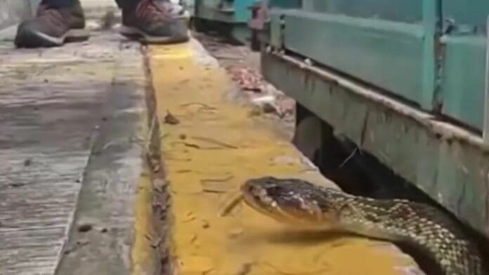 Video: Encuentran serpiente de cascabel en estacionamiento de CU-UNAM
