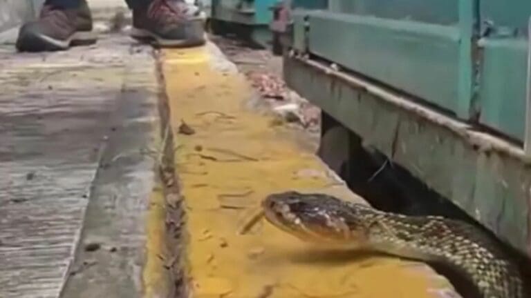 Video: Encuentran serpiente de cascabel en estacionamiento de CU-UNAM