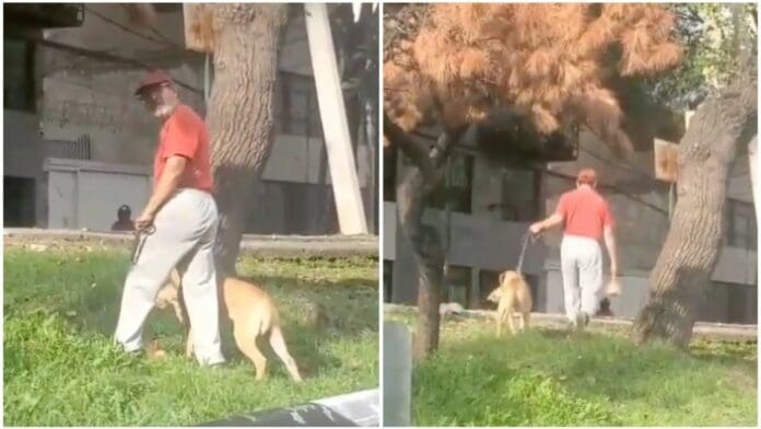 VIDEO: Perro mata a un gatito callejero, vecinos enfrentan a su dueño y él los agrede