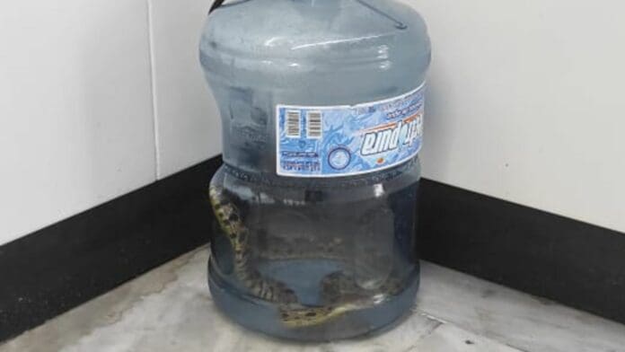 Hallan a víbora abandonada dentro de un garrafón en las instalaciones del metro en CDMX