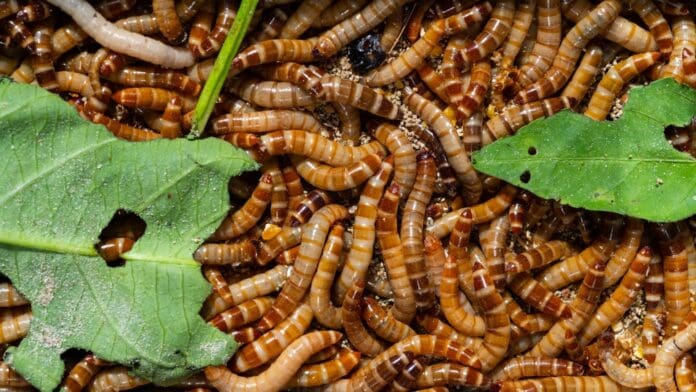 Hallan gusanos en el buffet de la Convención Nacional Demócrata, en Estados Unidos