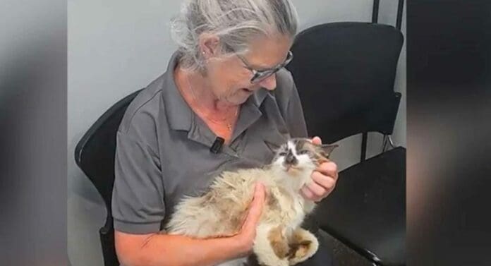 Una historia emotiva. Un gato y su dueña lograron reencontrarse después de 11 años separados gracias a un chip.