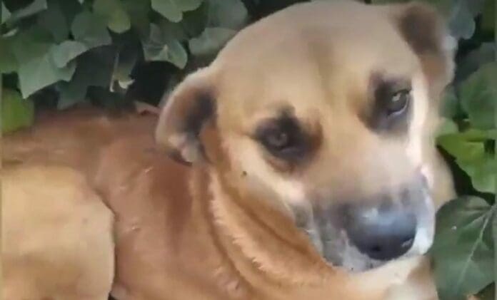 Denuncian dos casos de maltrato animal en Puebla en solo una semana; golpean a un perrito y arrojan alcohol a otro.