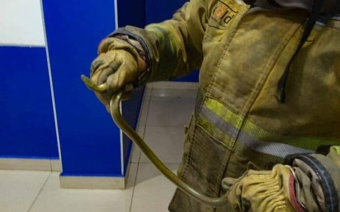 Desalojan sala de Cinépolis tras aparición de una serpiente en León, Guanajuato