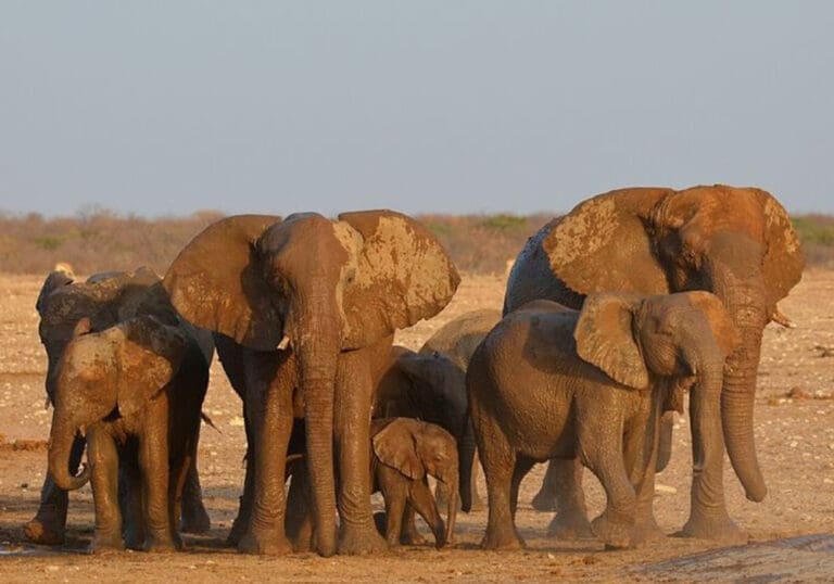 Sacrificarán 723 animales salvajes para distribuir carne a la población en Namibia