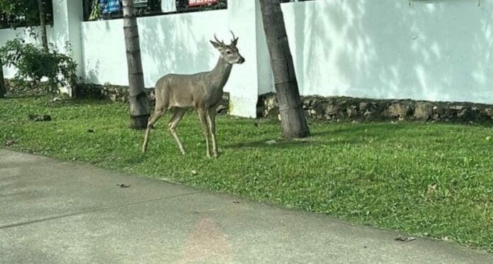 Un venado fue captado en calles del fraccionamiento Marsella de Playa del Carmen por vecinos que caminaban por la zona.