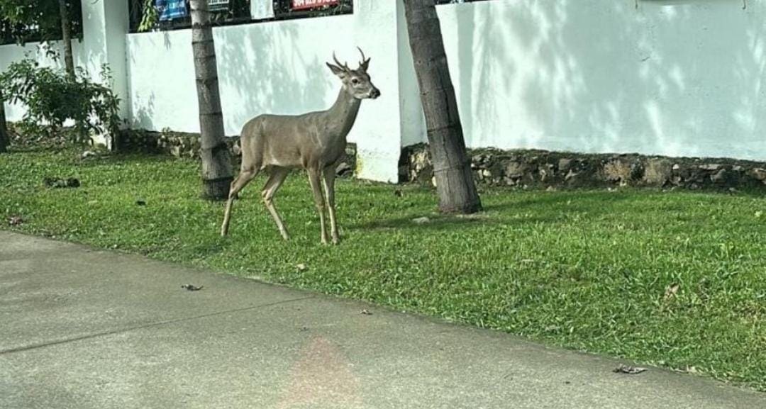 Video: Captan a un venado en el fraccionamiento Marsella de Playa del Carmen