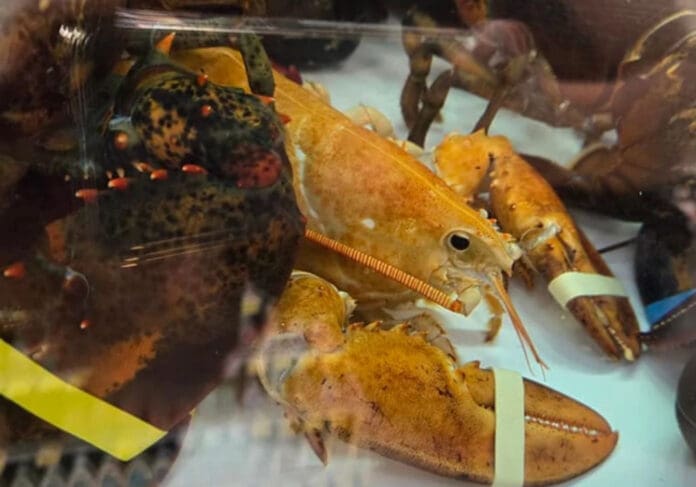 Encuentran a una langosta naranja 